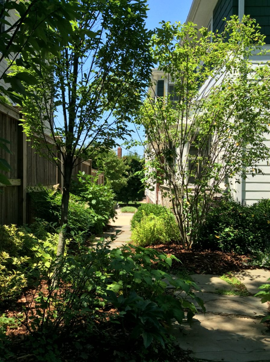 Edible landscape garden, Washington DC