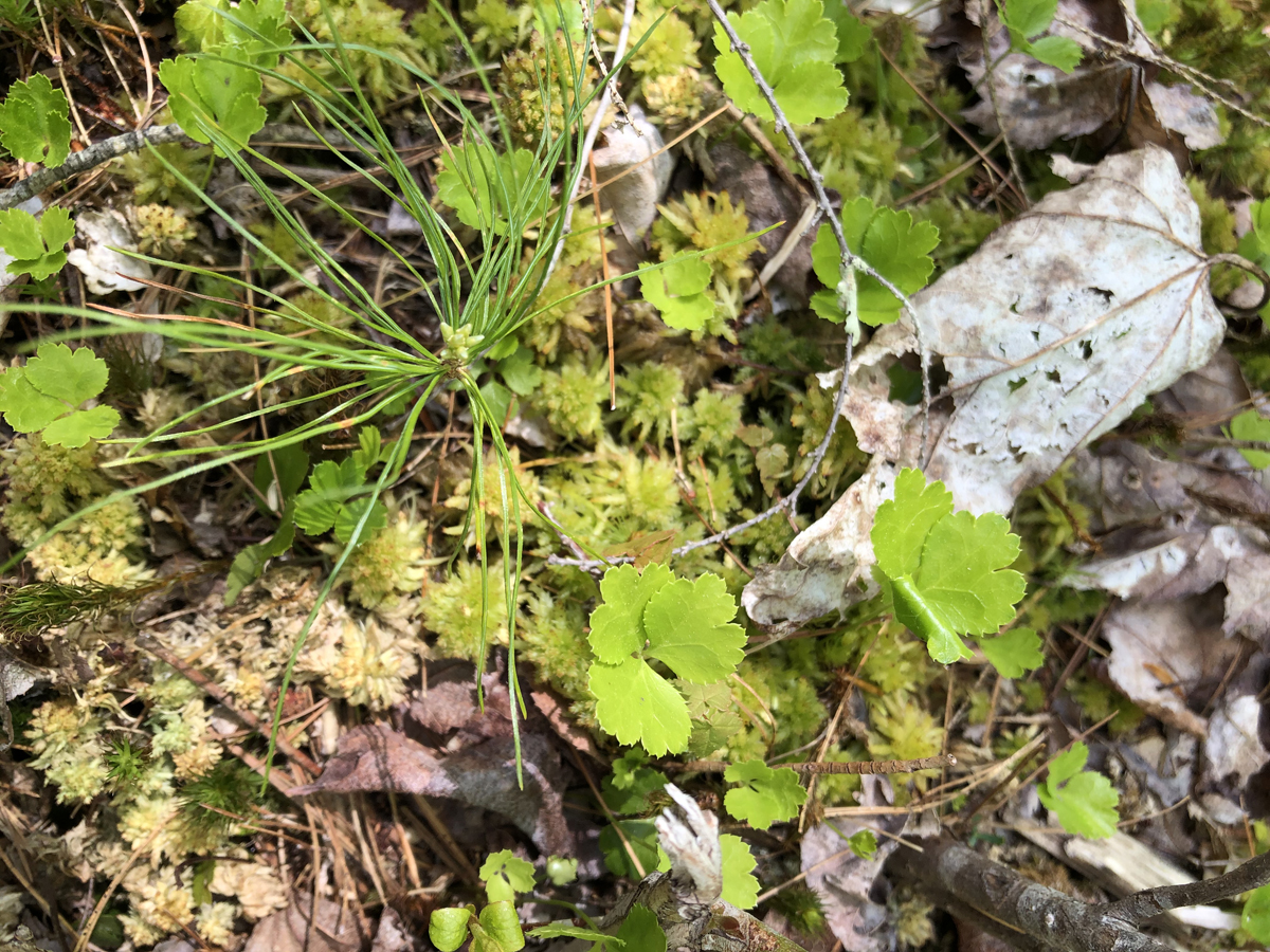 Coptis trifolia (goldthread) groundcover, native woodland plant