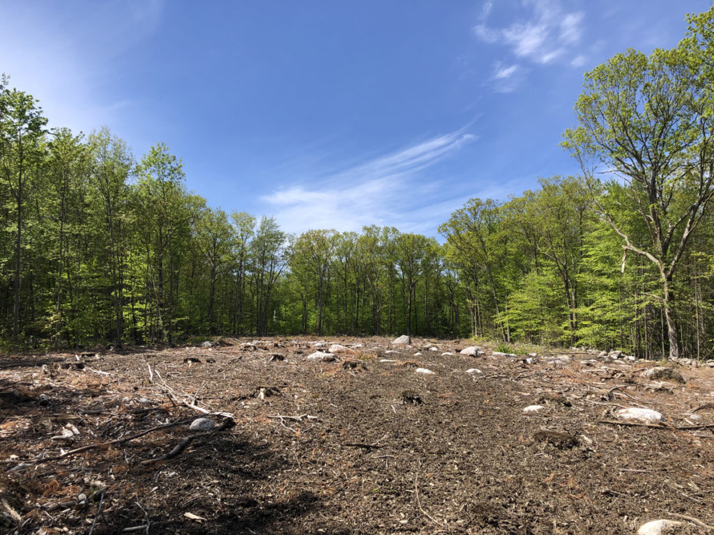 Clearing for early successional habitat, biodiversity