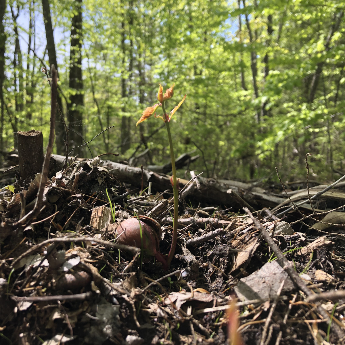 Germinating oak seedling on forest floor