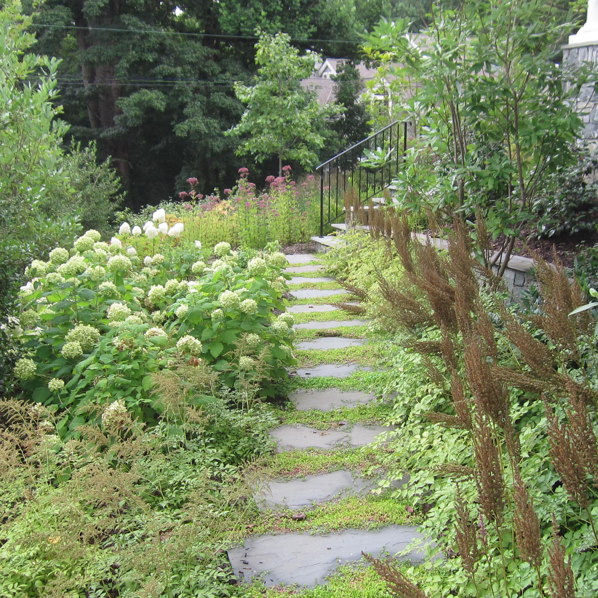 Side walk planting, pollinator garden, Arlington VA