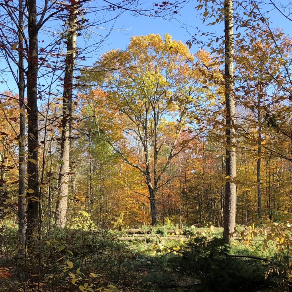 early successional habitat; biodiversity; forest management; songbird habitat