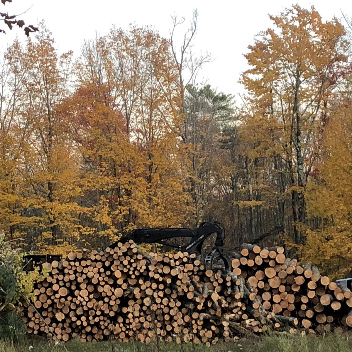 Forest management; nature conservancy, early successional habitat