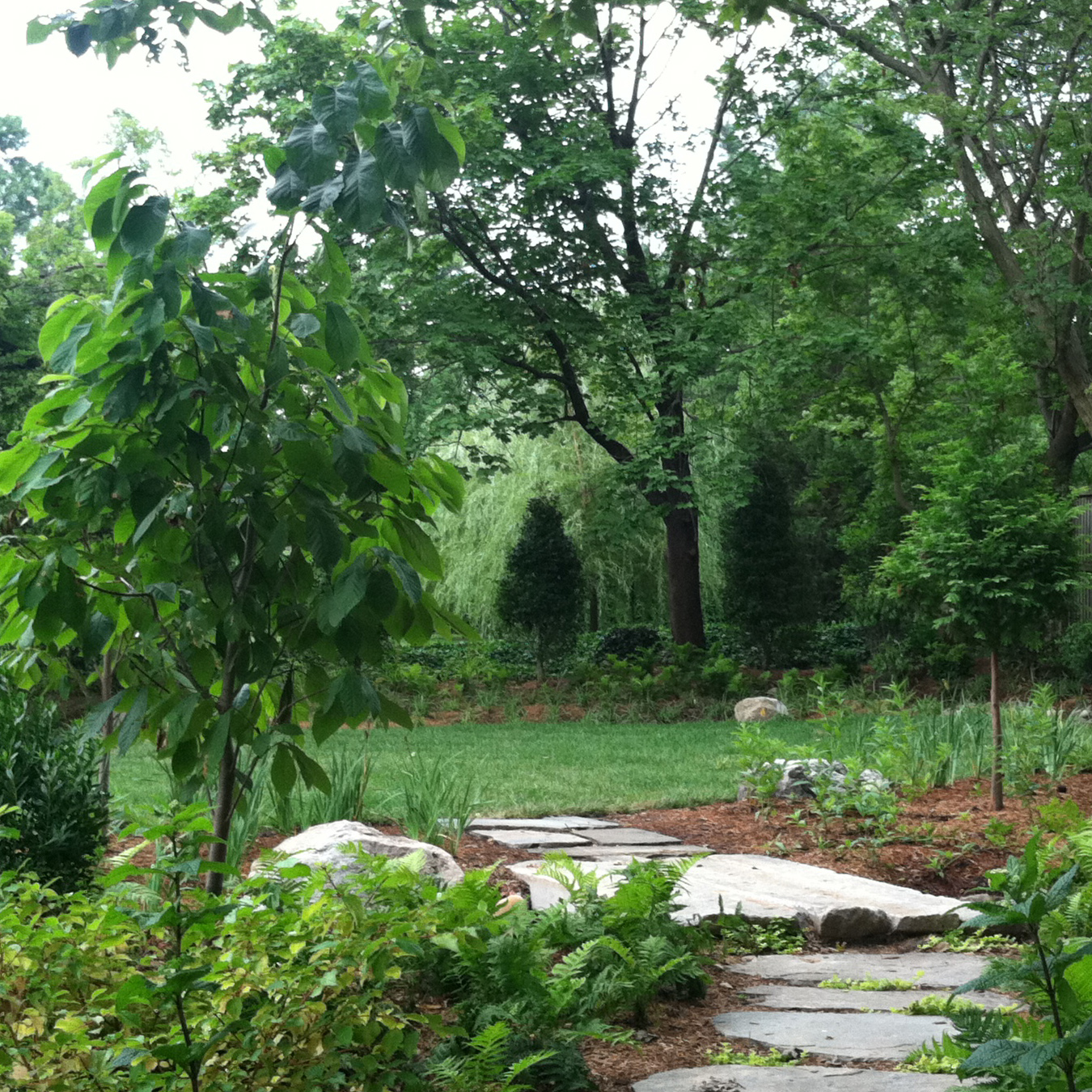 Backyard reclamation, edible landscape, Washington DC