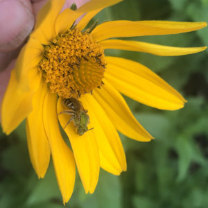 A Pollinator Garden for Beekeepers, Arlington VA