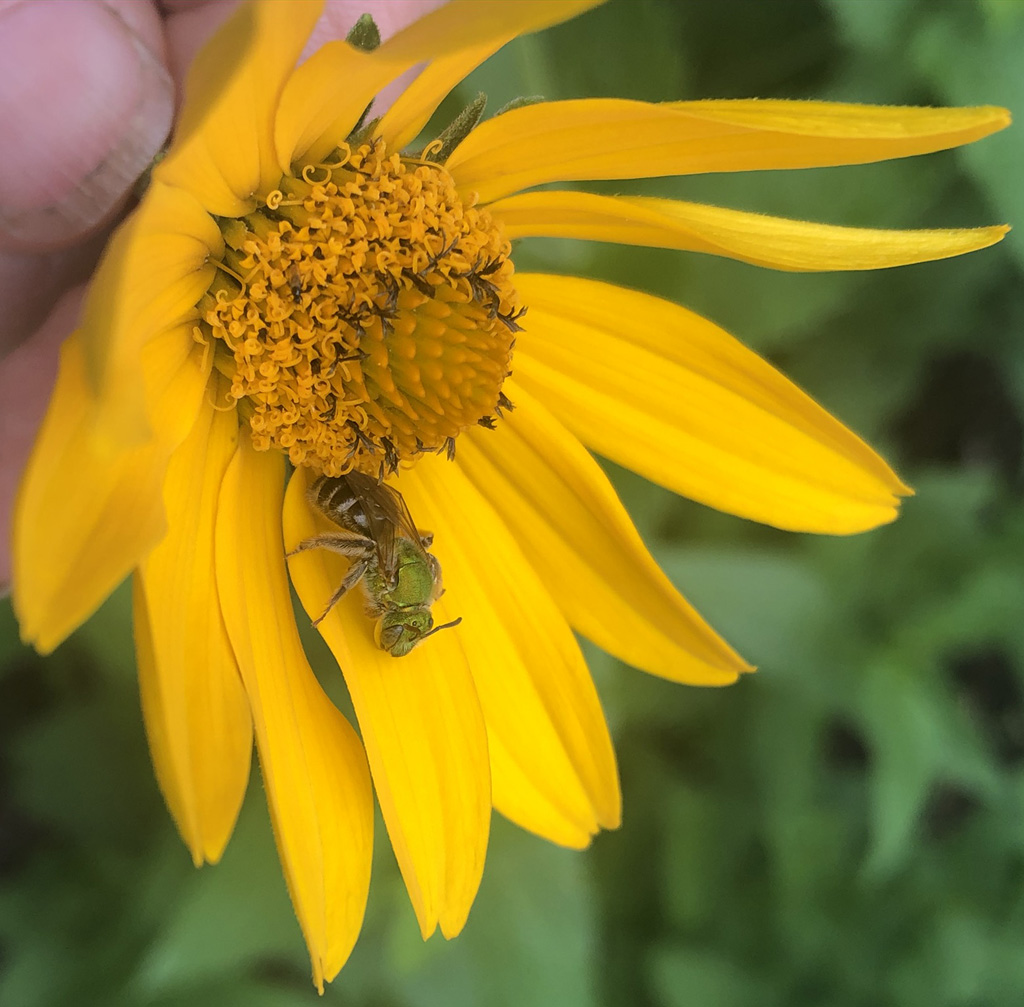 Pollinator Garden Bee friendly landscape native bees healthy ecosystem