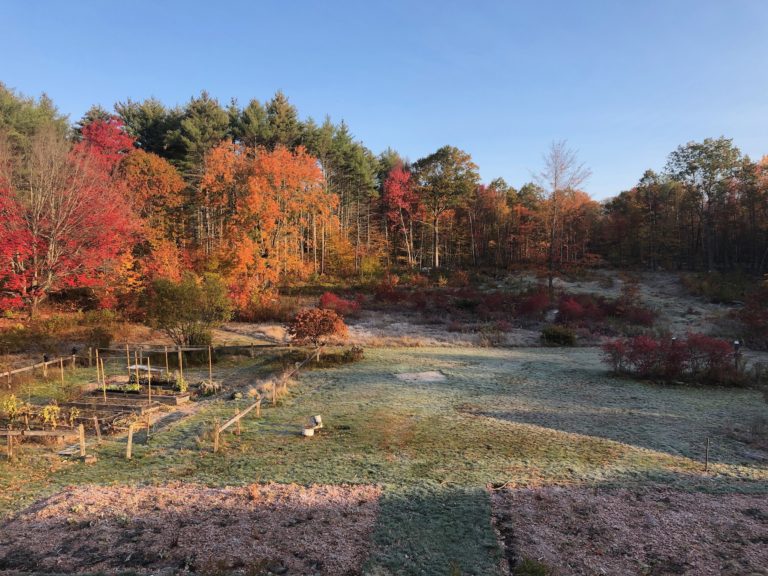 Read more about the article Forest Management in Strafford, NH