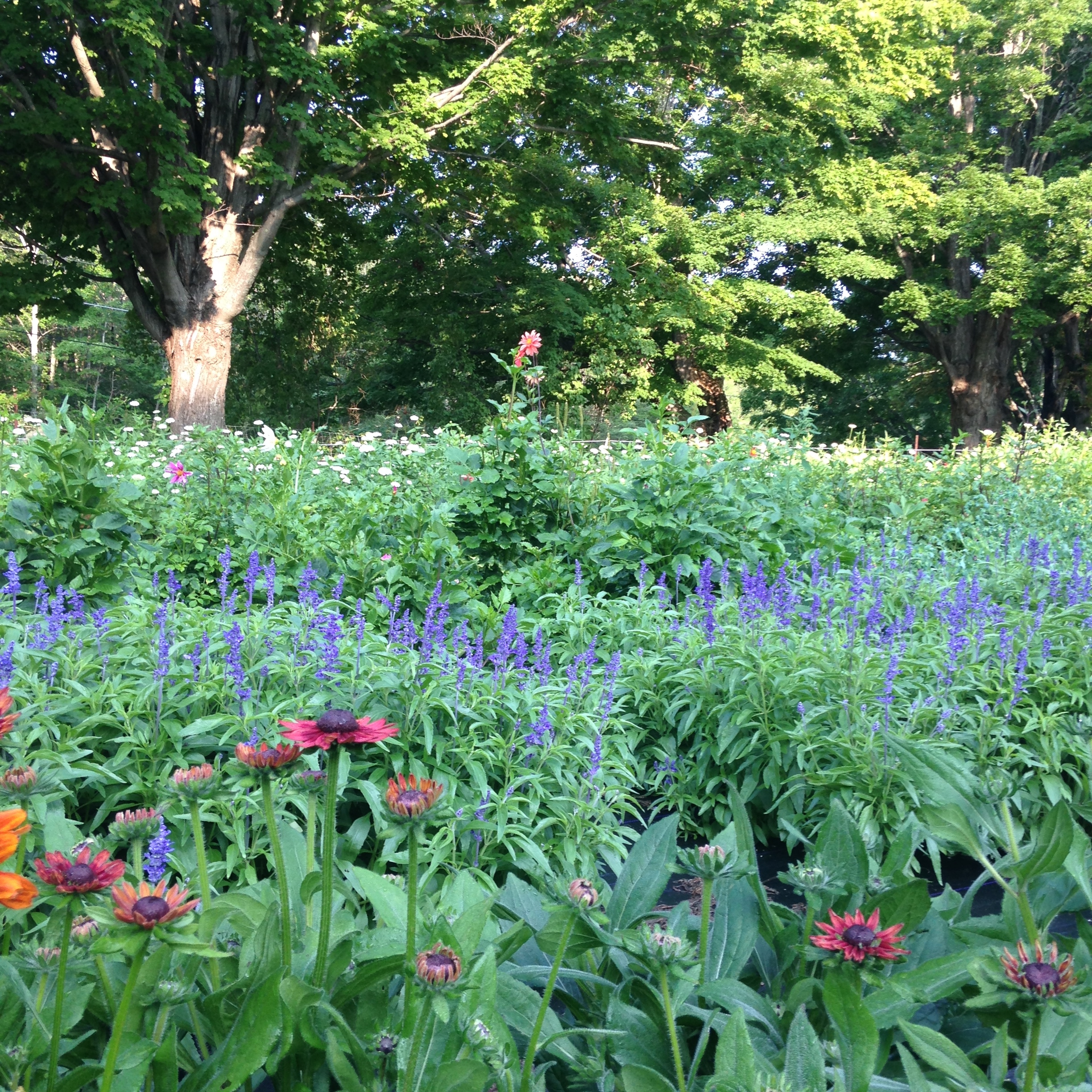 Flower farm beds, Strafford NH