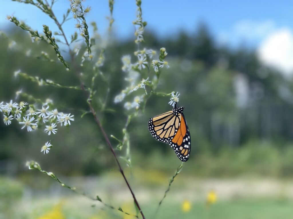 butterfly monarch on aster