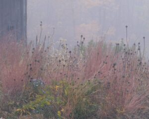 Echinacea and ornamental grasses in fall fog, ecological garden design, New Hampshire