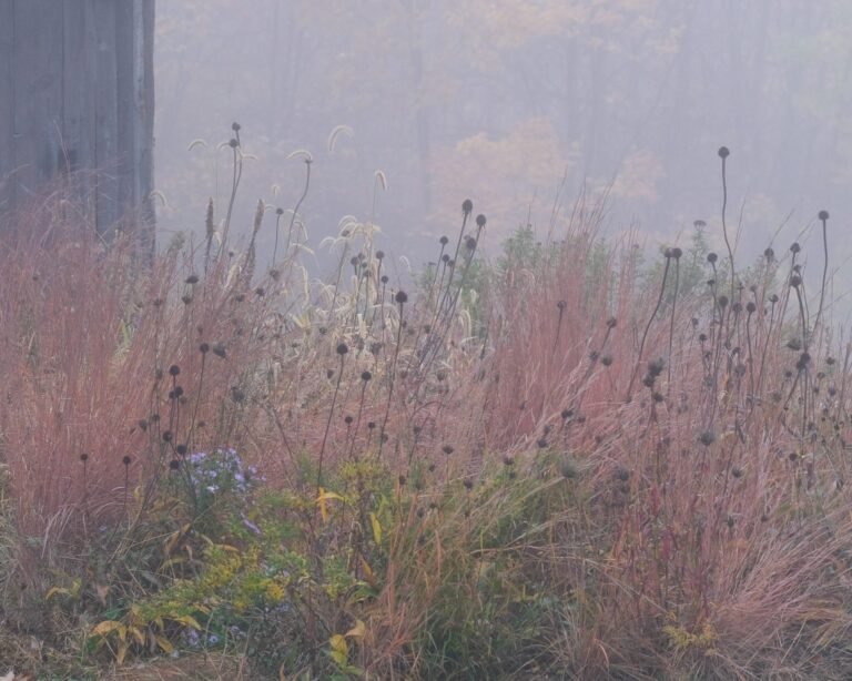 Read more about the article Spring Care for Ecological Gardens | MHLA