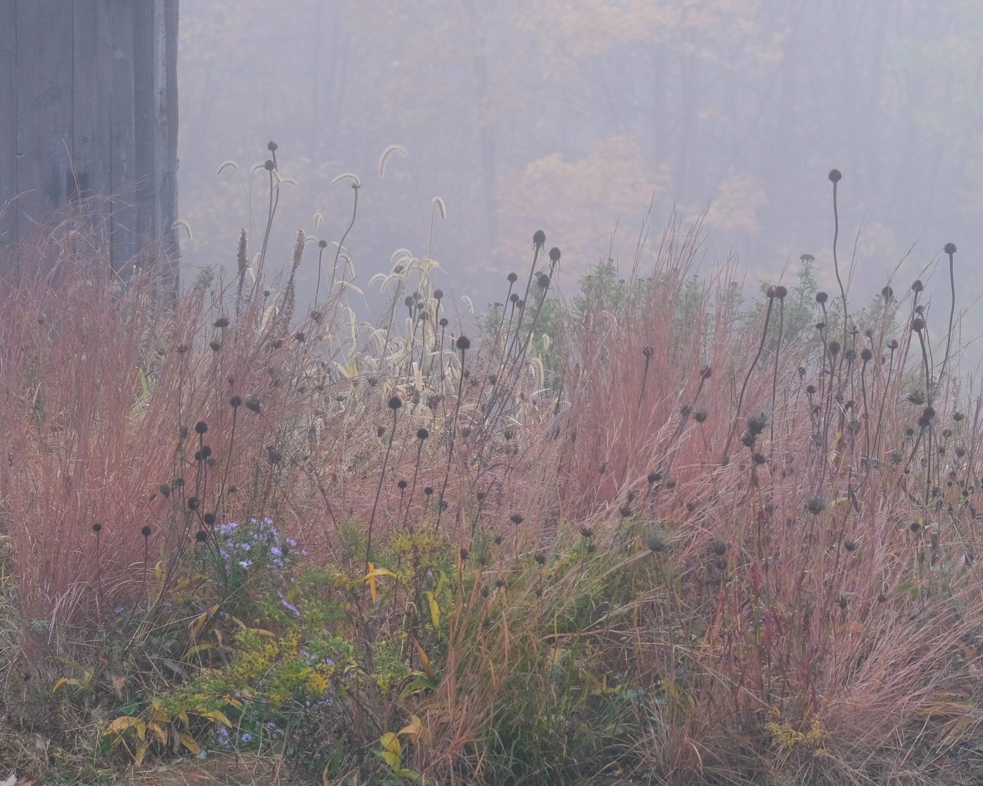 Spring Care for Ecological Gardens | MHLA
