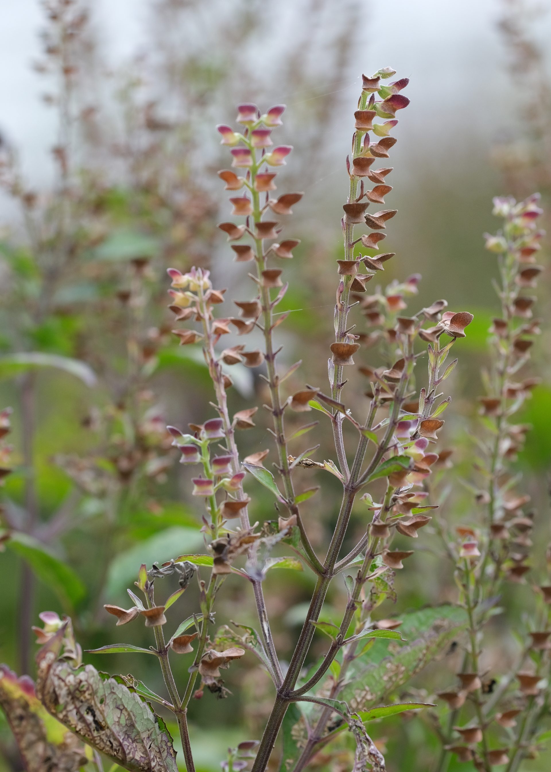 Spring flowering perennials emerging in an ecological garden, Strafford, New Hampshire