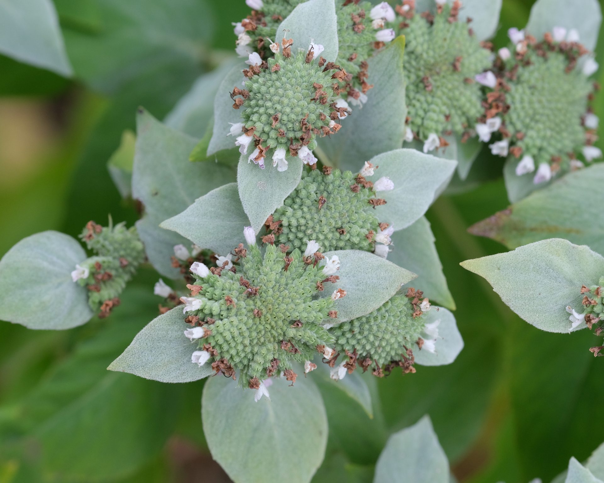 Spring white flowering perennials emerging in an ecological garden, Strafford, New Hampshire