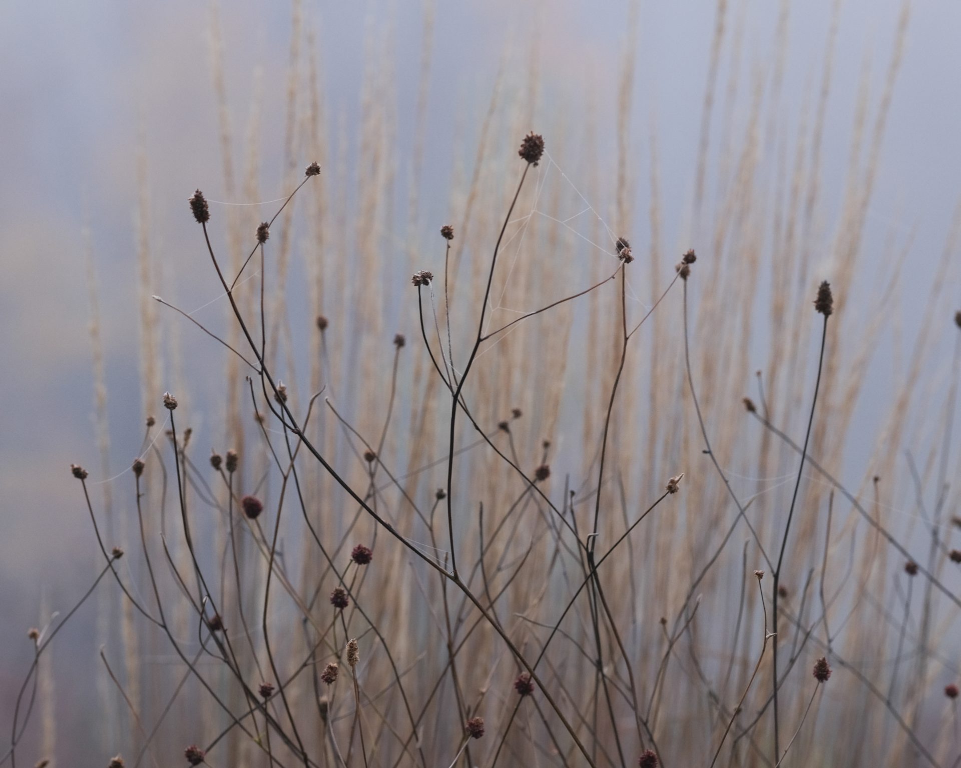 Standing stems and seedheads in winter, ecological garden, New Hampshire