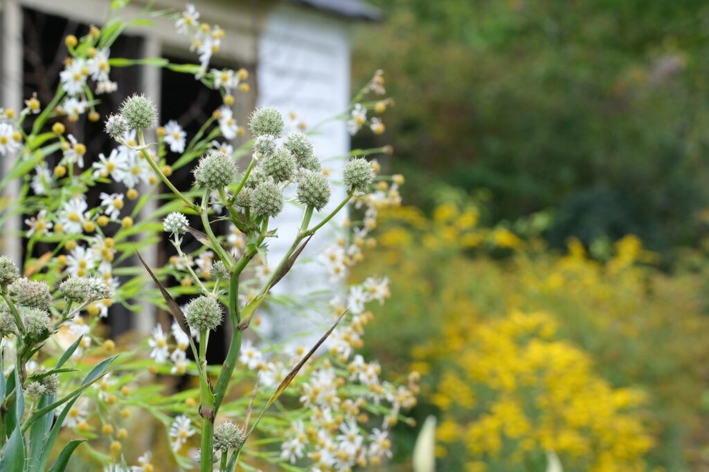 Eryngium seedheads and native asters in an ecological garden, MHLA planting, Strafford New Hampshire