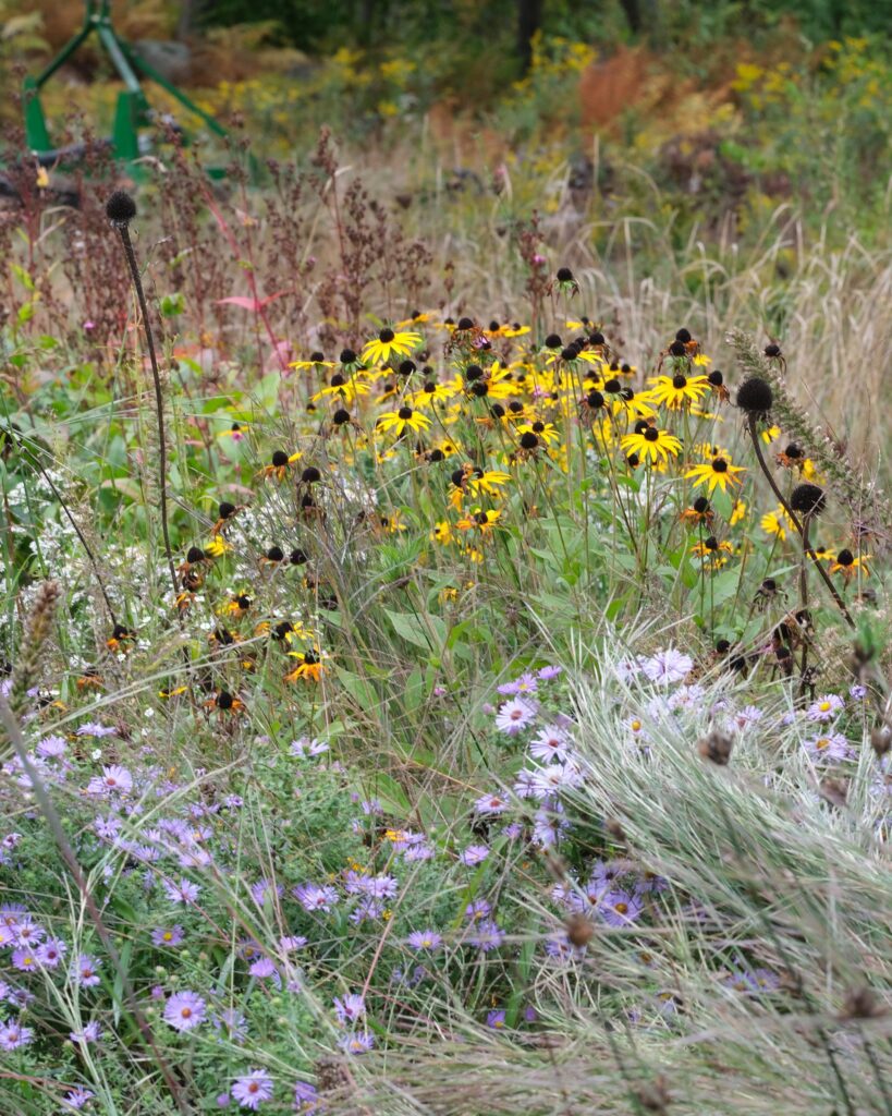 Matrix planting of black-eyed Susan, native asters, and grasses in fall, MHLA residential garden, New Hampshire