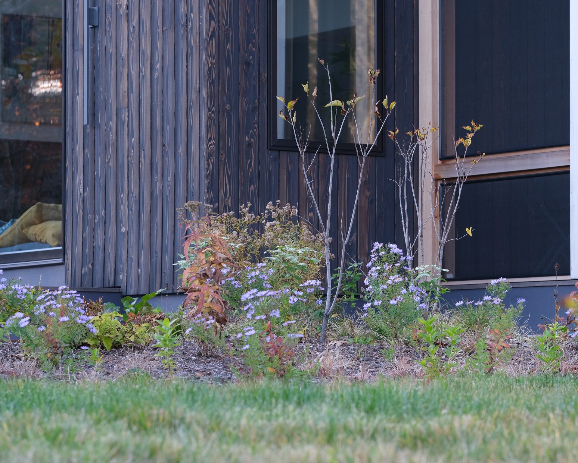 Native asters against dark building facade and stone wall, Mill Village, New Hampshire