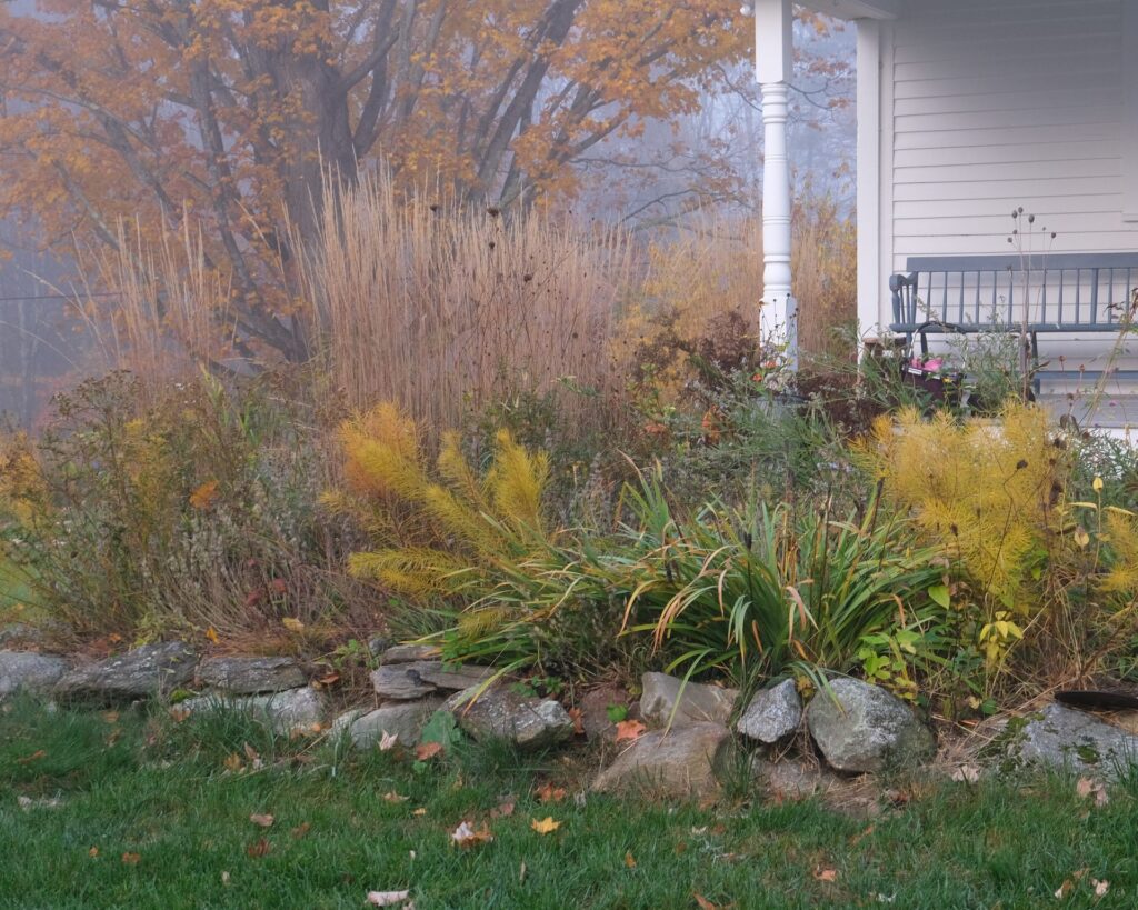Residential ecological garden with stone wall and native plantings in fall fog, New Hampshire