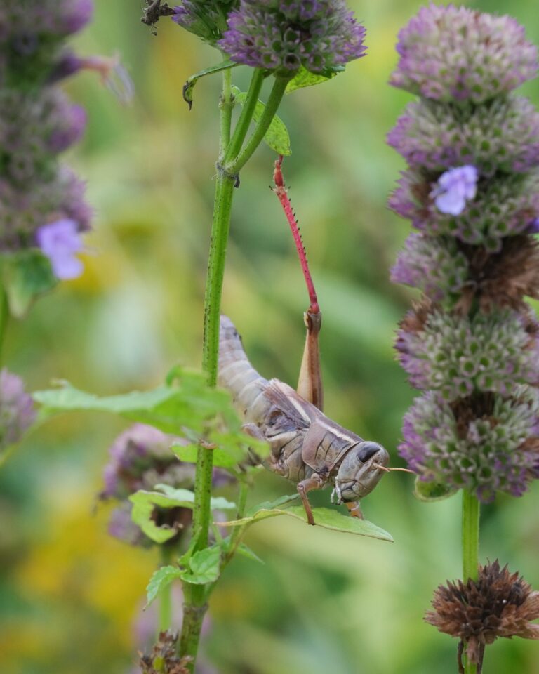 Read more about the article Designing a Pollinator Garden in New Hampshire
